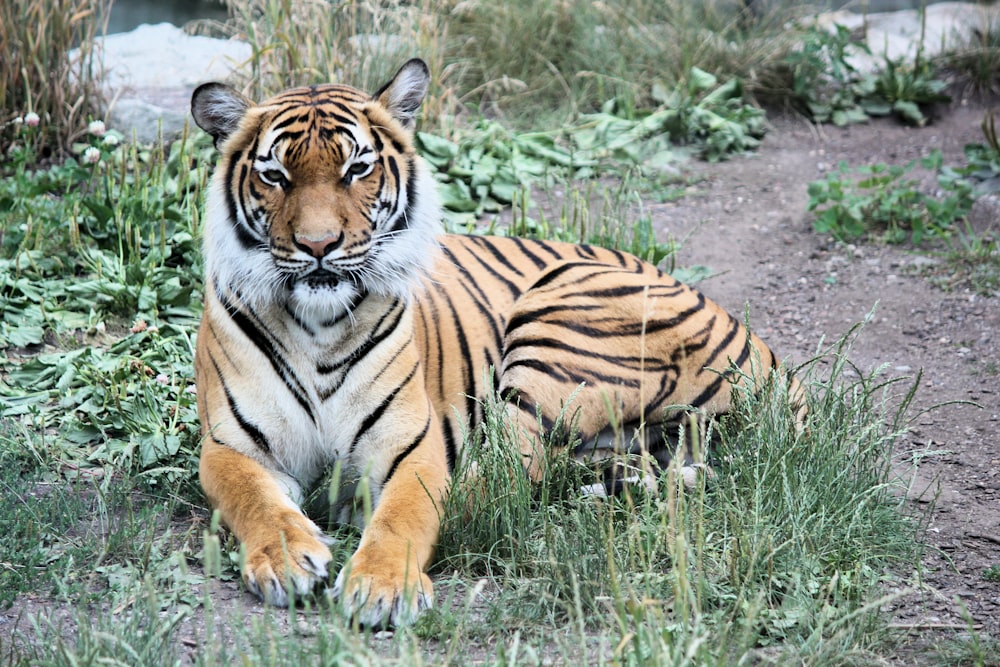 Bengal tiger reclining on green grass