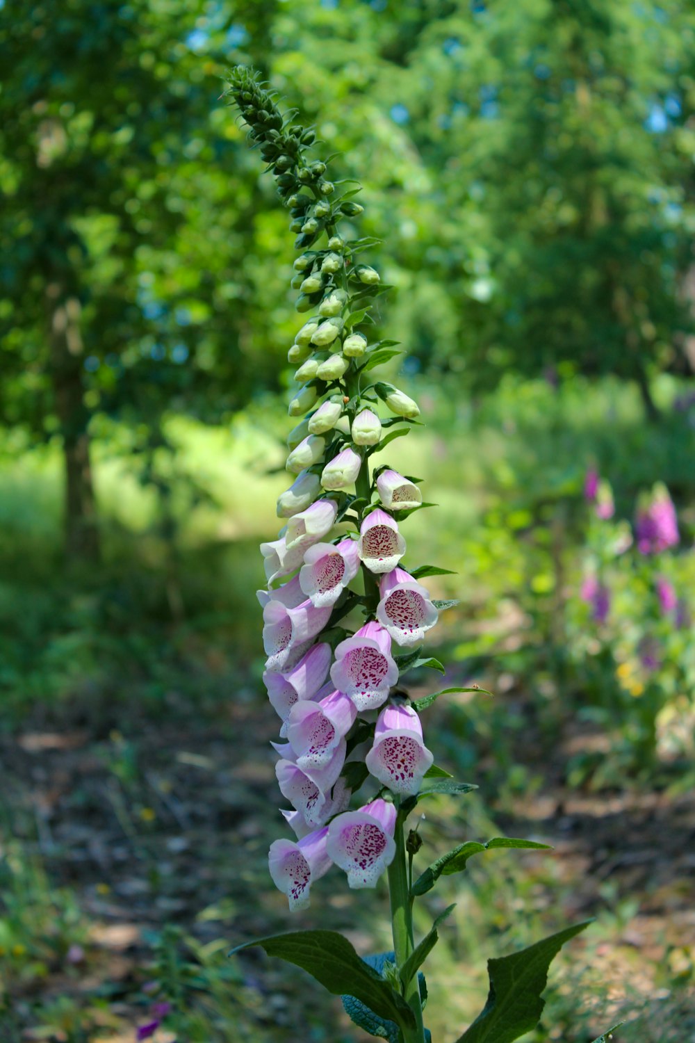 ピンクと黄色の花びらの花