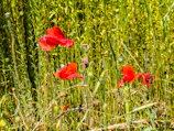 Bright red poppies standing tall among green leaves in the peaceful Kupiškis garden.