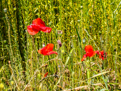 Bright red poppies standing tall among green leaves in the peaceful Kupiškis garden.