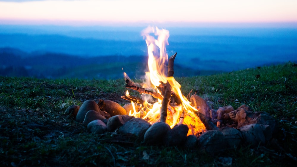 close-up photo of firewood