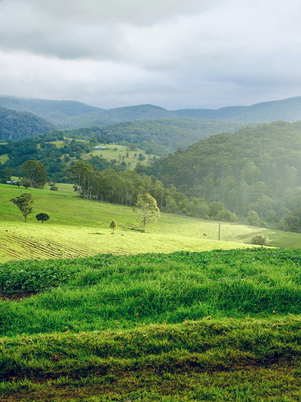 Fotografia aérea de campo de grama verde