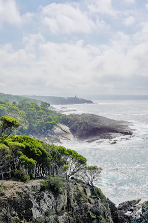green trees on sea cliffs during daytime