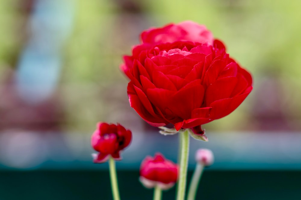close view of red garden rose