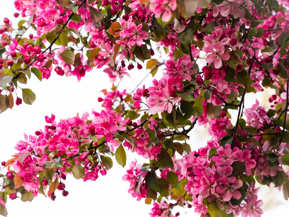 pink cherry blossom tree