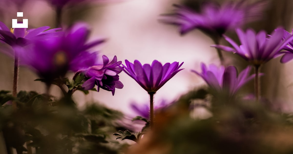 Selective focus photography of purple flowers photo – Free Purple Image ...