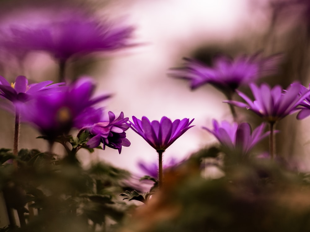 fotografia de foco seletivo de flores roxas