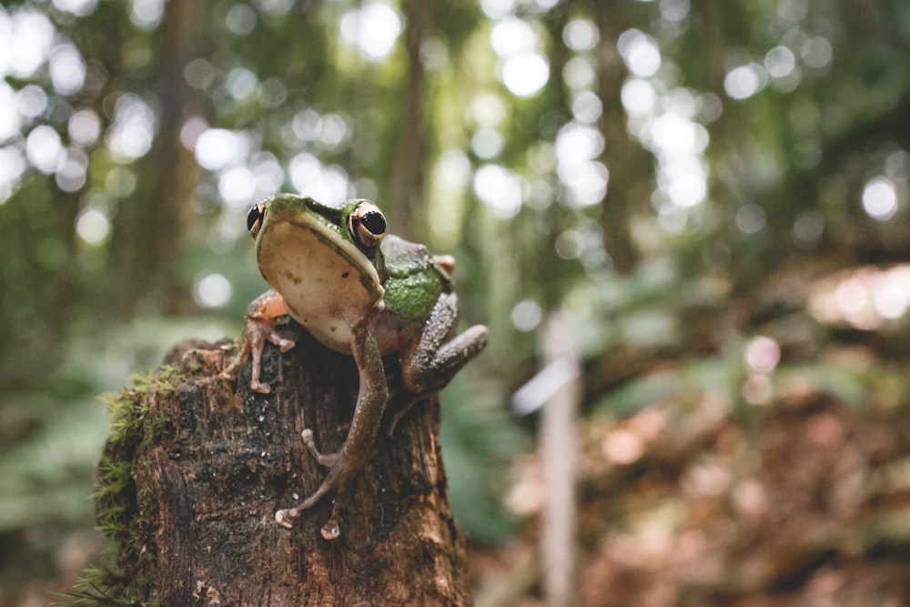 gray frog on branch