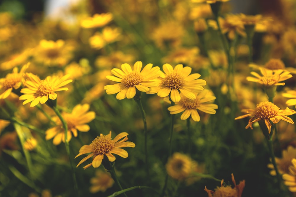 yellow sunflower