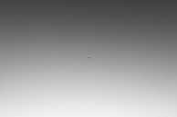 a black and white photo of a bird flying in the sky