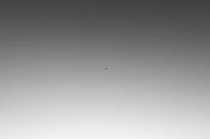 a black and white photo of a bird flying in the sky