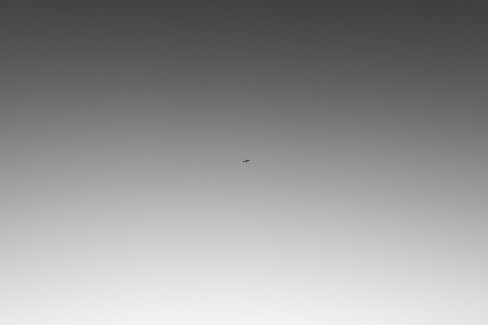 a black and white photo of a bird flying in the sky