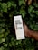 A person's hand holds a carton labeled 'Boxed Water is Better' amidst a backdrop of lush green leaves.