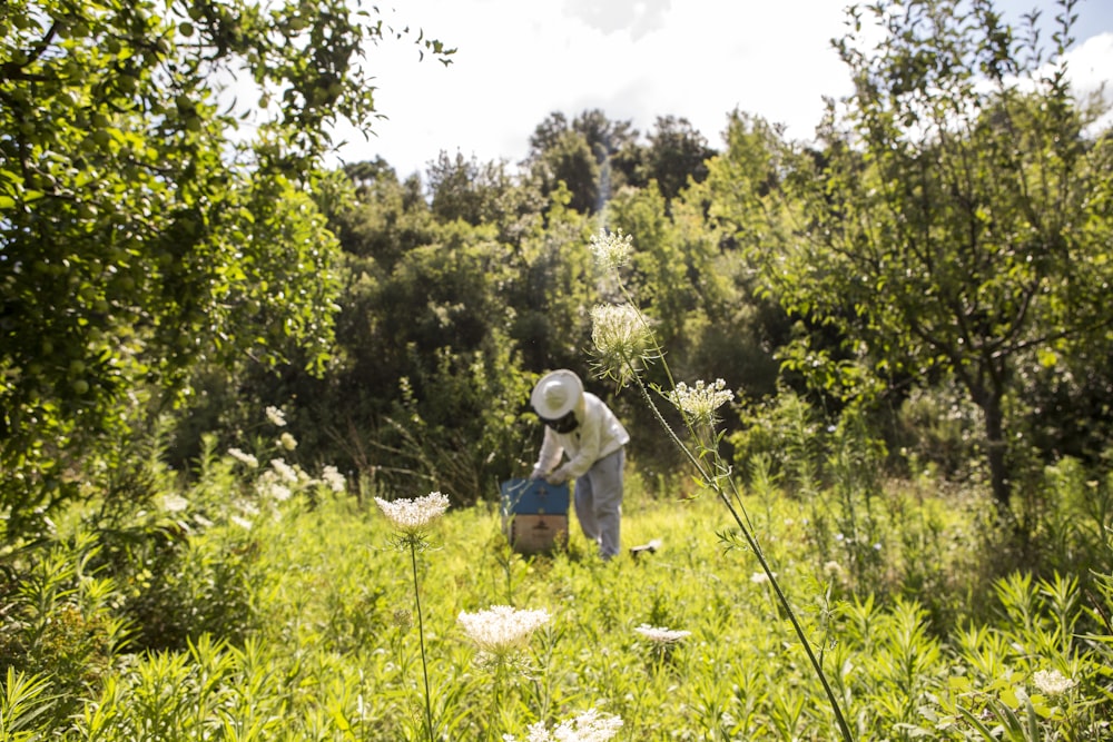 piante a foglia verde