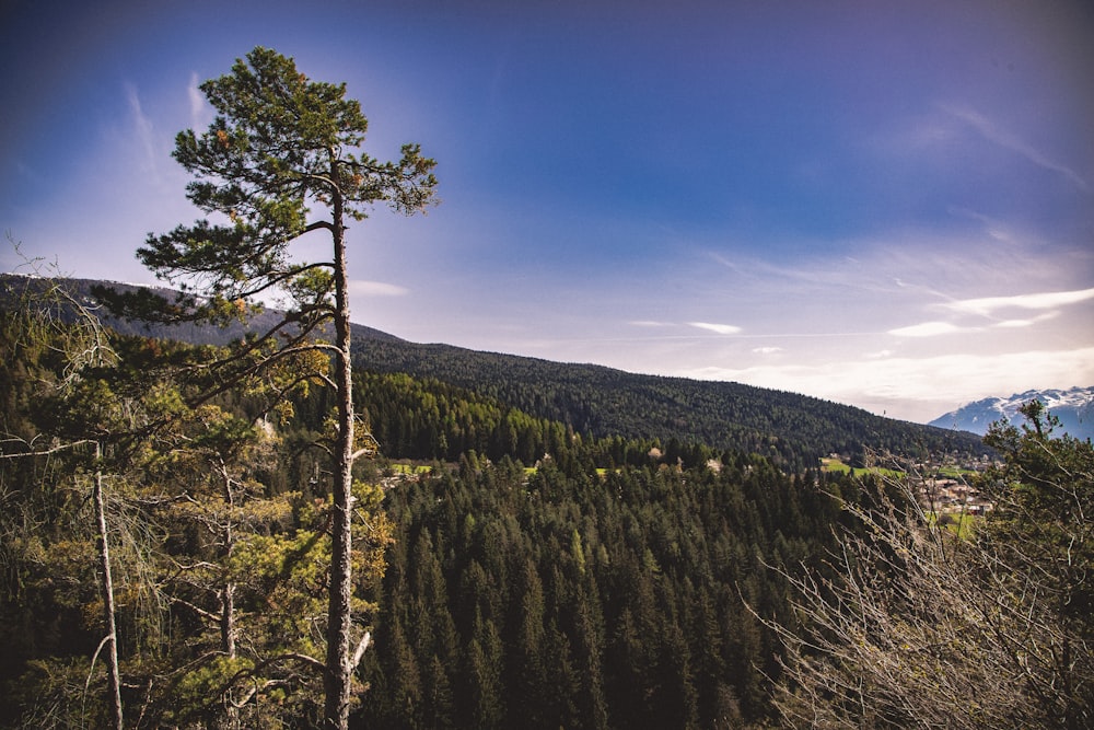 green forest under cloudy sky