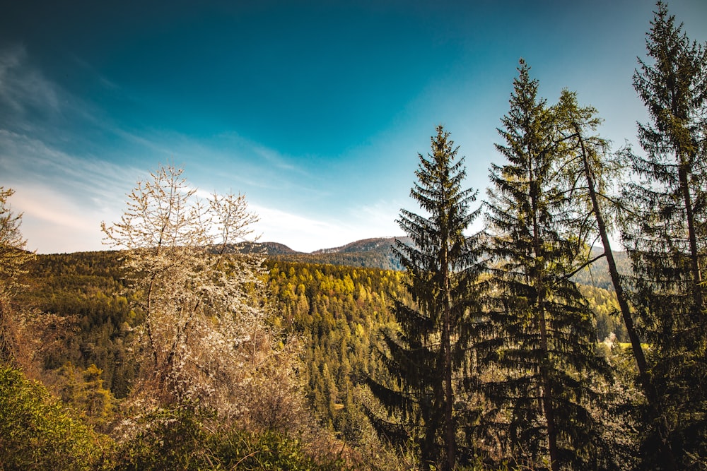 mountain with tall trees view