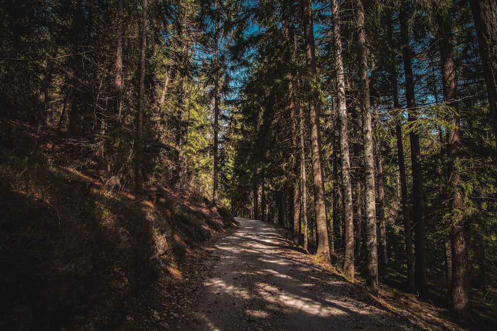 green leafed trees