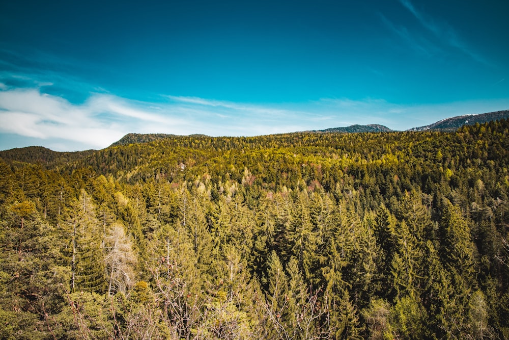 aerial photography of green trees under calm blue sky