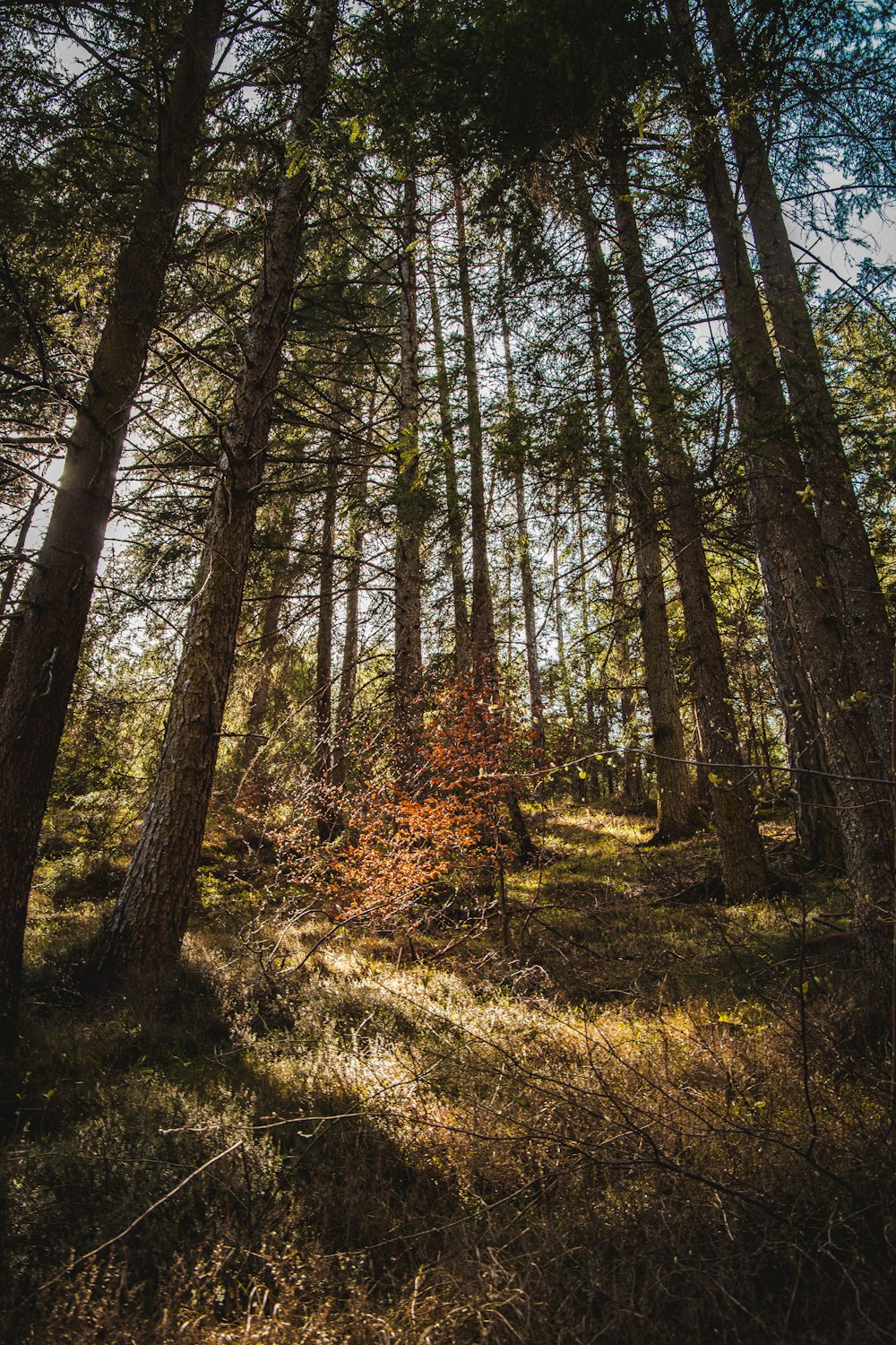 forest at daytime