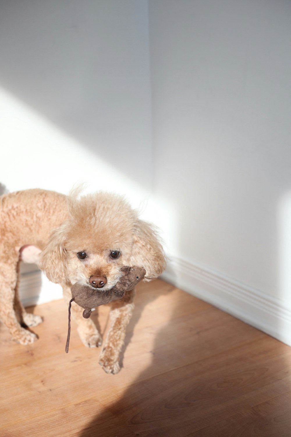 long-coated brown dog beside white wall