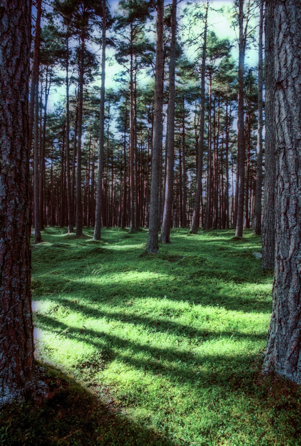 campo de hierba y árboles en la fotografía de la naturaleza