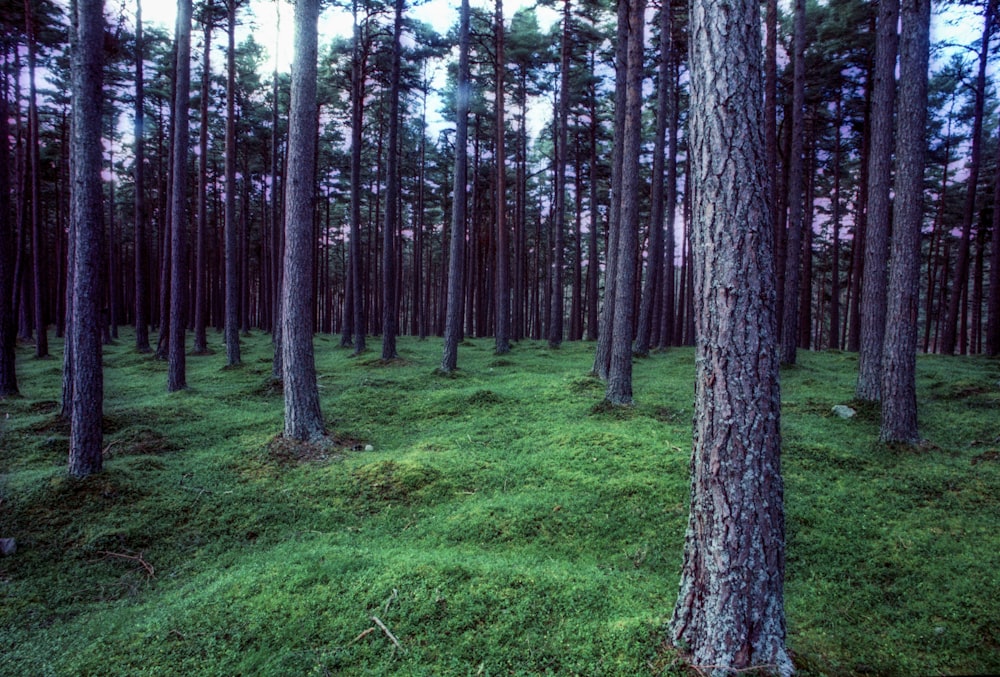 forest at daytime