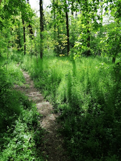 A lush, green forest scene with a narrow dirt path winding through tall grass and dense foliage. Sunlight filters through the canopy, casting dappled shadows on the ground. Various shades of green dominate the image, adding to the serene and tranquil atmosphere.