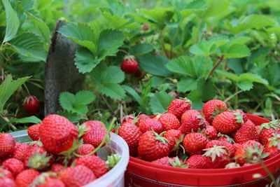 Farm workers carefully picking plump strawberries in the morning light.