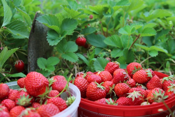 A vibrant field of ripe strawberries ready for harvest.