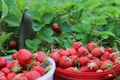 Freshly picked strawberries are placed in baskets surrounded by green strawberry plants. The vibrant red strawberries stand out against the lush greenery, indicating a fruitful harvest.