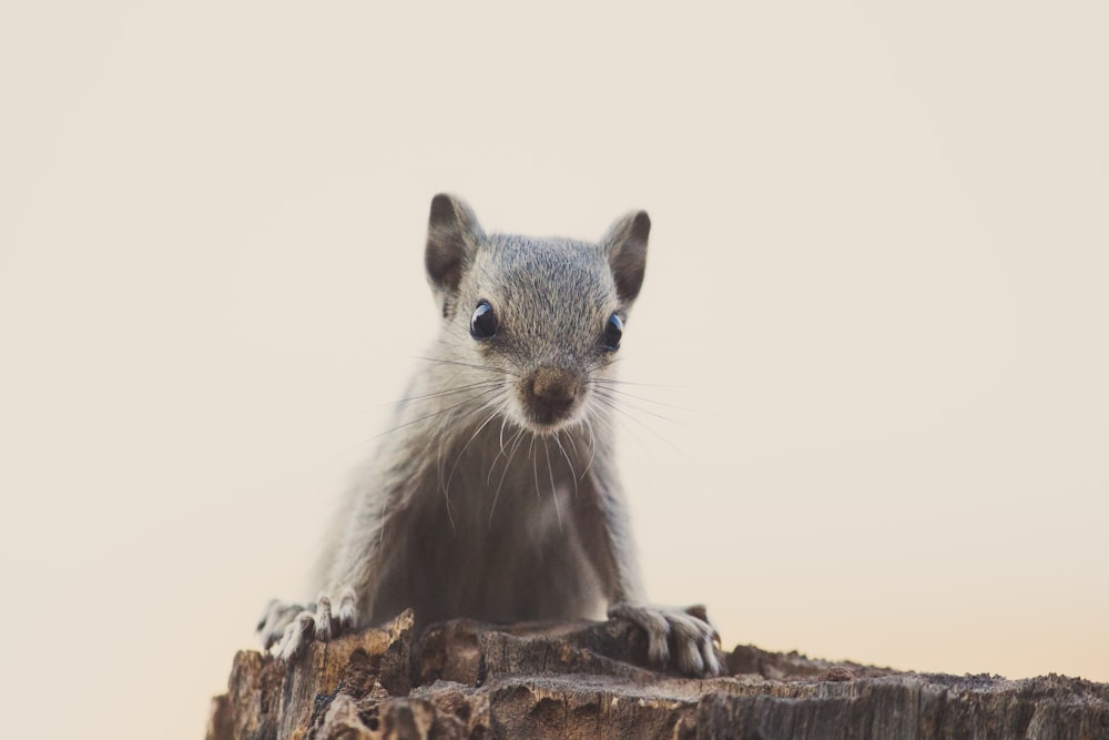 close-up photo of gray rodent