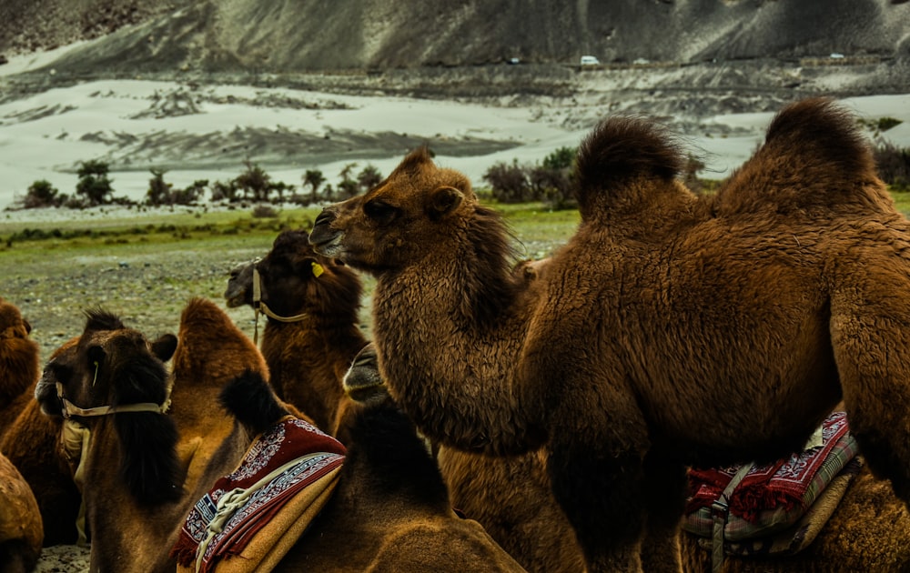 brown animals near mountain