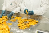 Two individuals wearing white lab coats and blue gloves are sorting or inspecting large pieces of dried fruit on a metallic table covered with a shiny surface.
