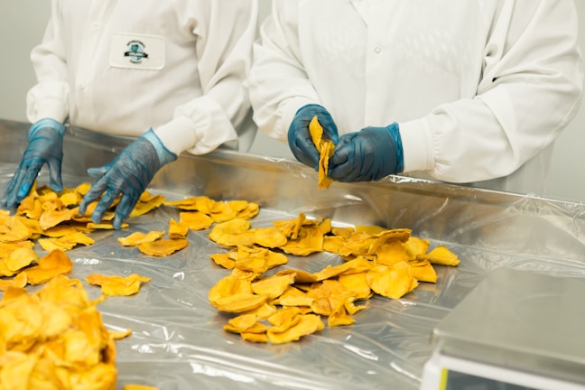 Two individuals wearing white lab coats and blue gloves are sorting or inspecting large pieces of dried fruit on a metallic table covered with a shiny surface.