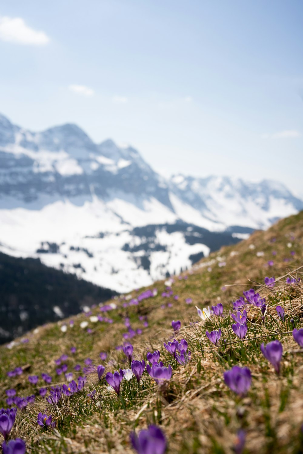 purple flower field