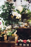 Rows of colorful potted orchids arranged neatly on wooden shelves inside a bright showroom.