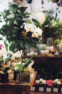 An arrangement of various potted plants and orchids displayed on a wooden table, with lush green foliage in the background. The orchids are blooming with white petals, and the environment suggests a cozy and inviting plant shop with warm lighting.