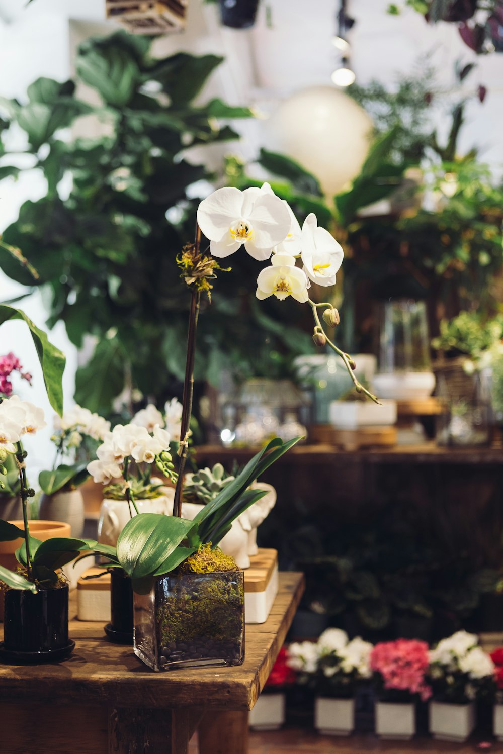 white orchid in clear glass vase