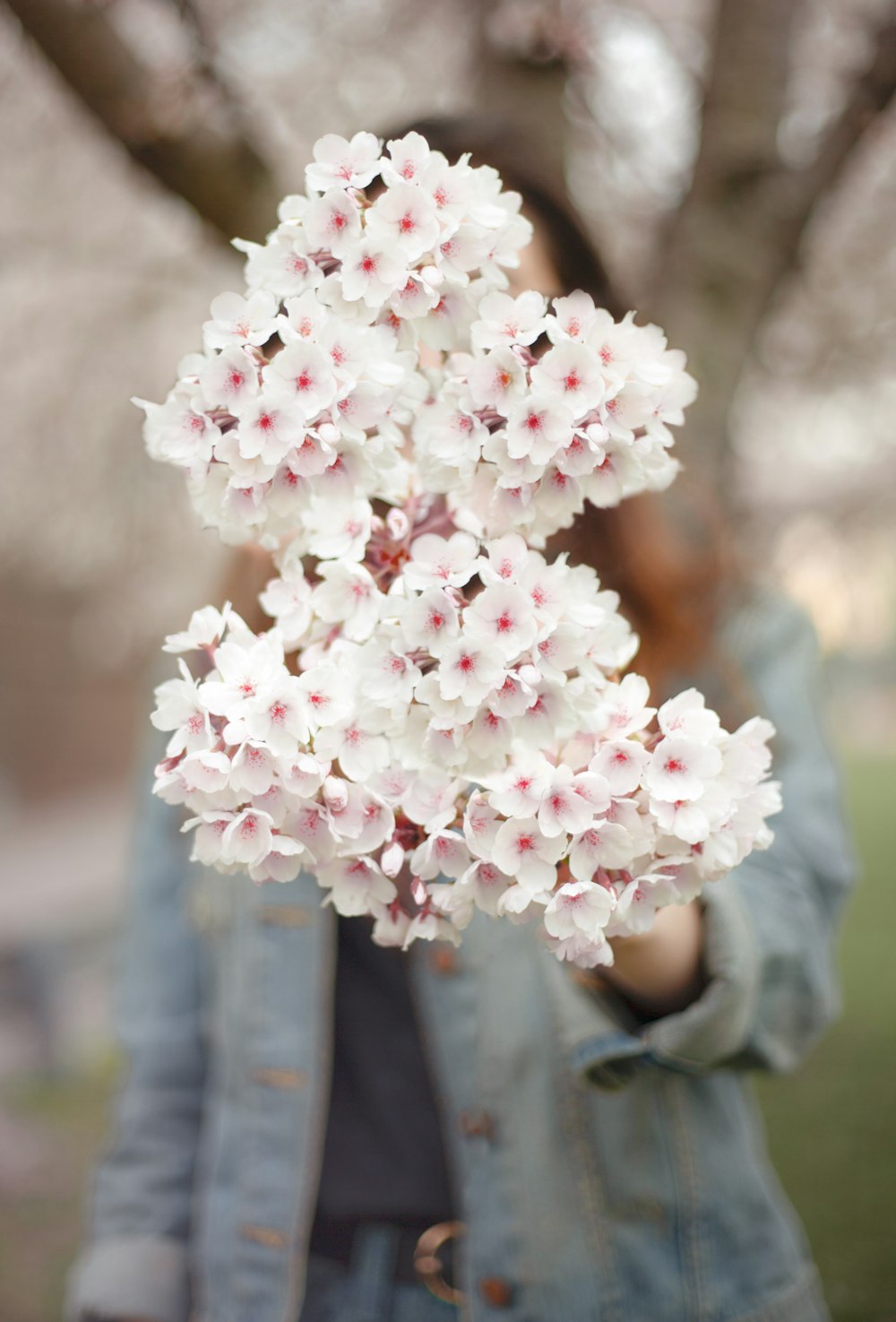 person holding pink-and-white flowers