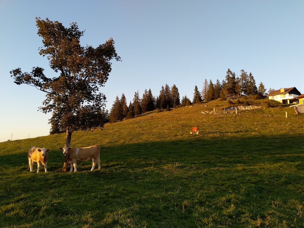 two cattle beside tree
