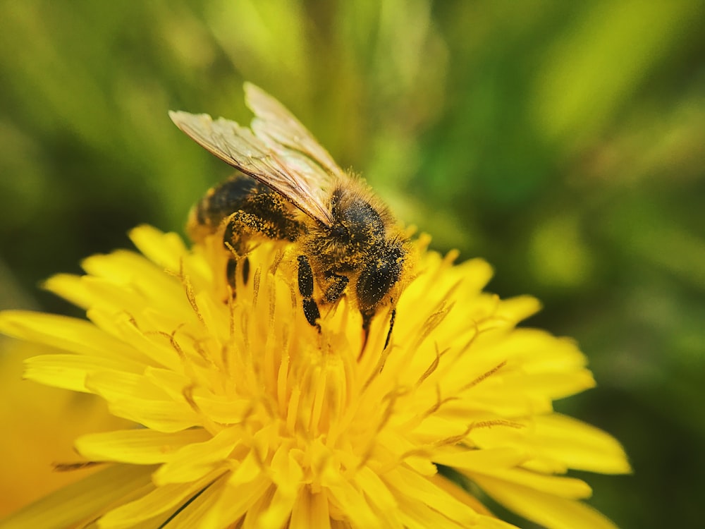 macro photography of yellow and black bee on flower