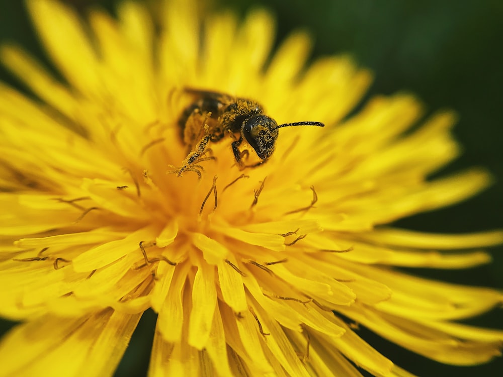 bee on flower close-up photography