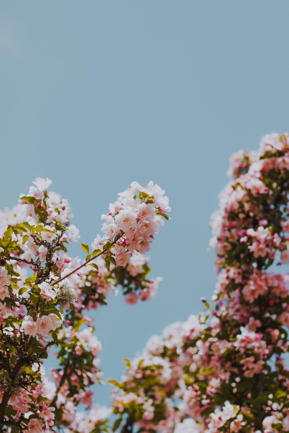 pink petaled flower