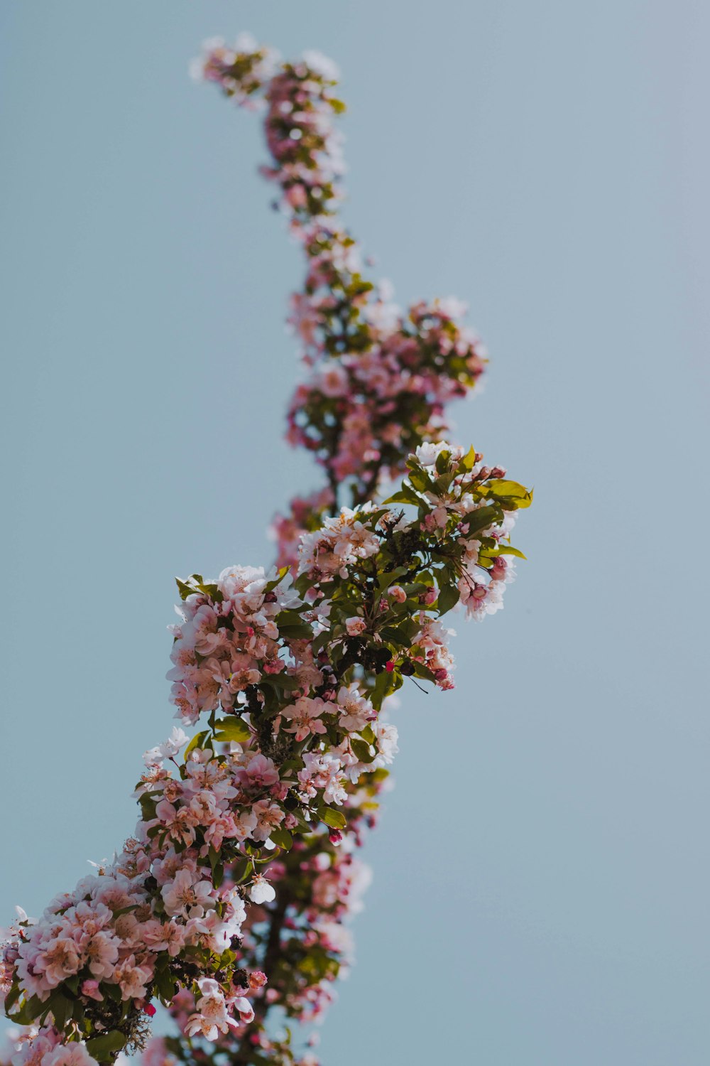 shallow focus photography of pink flowers