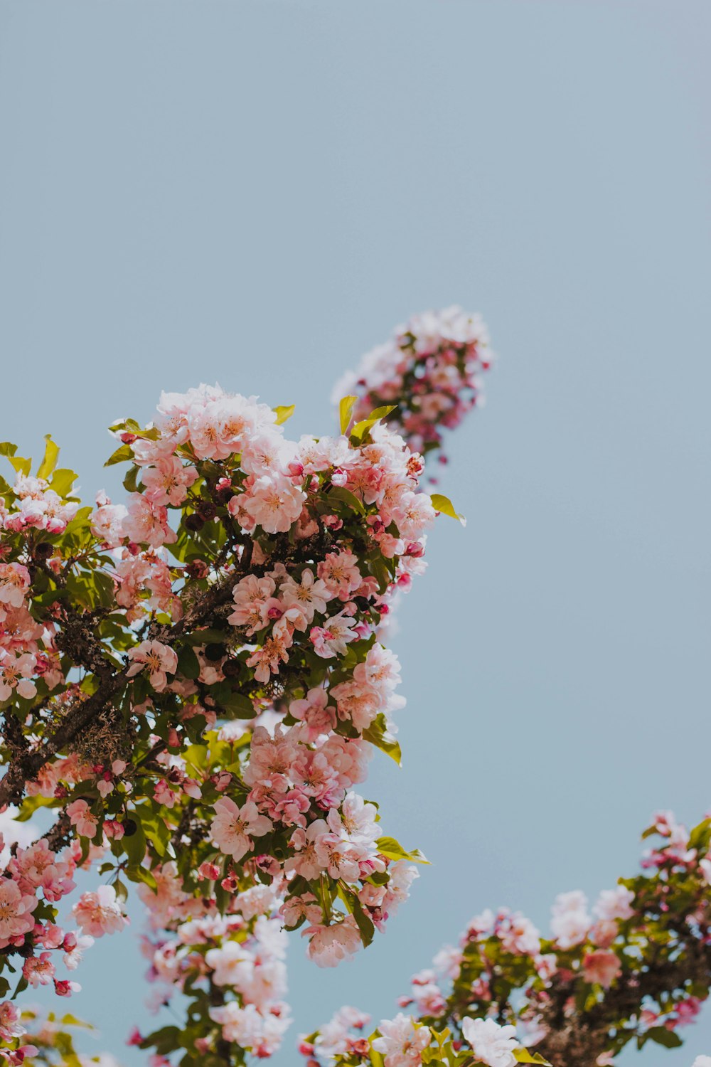 pink petaled flowers during daytime