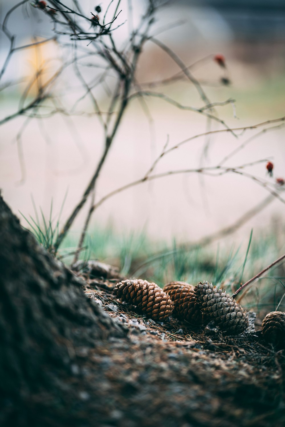 brown pine cones on sand