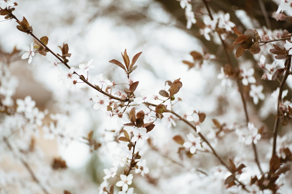 blooming white petaled flowers