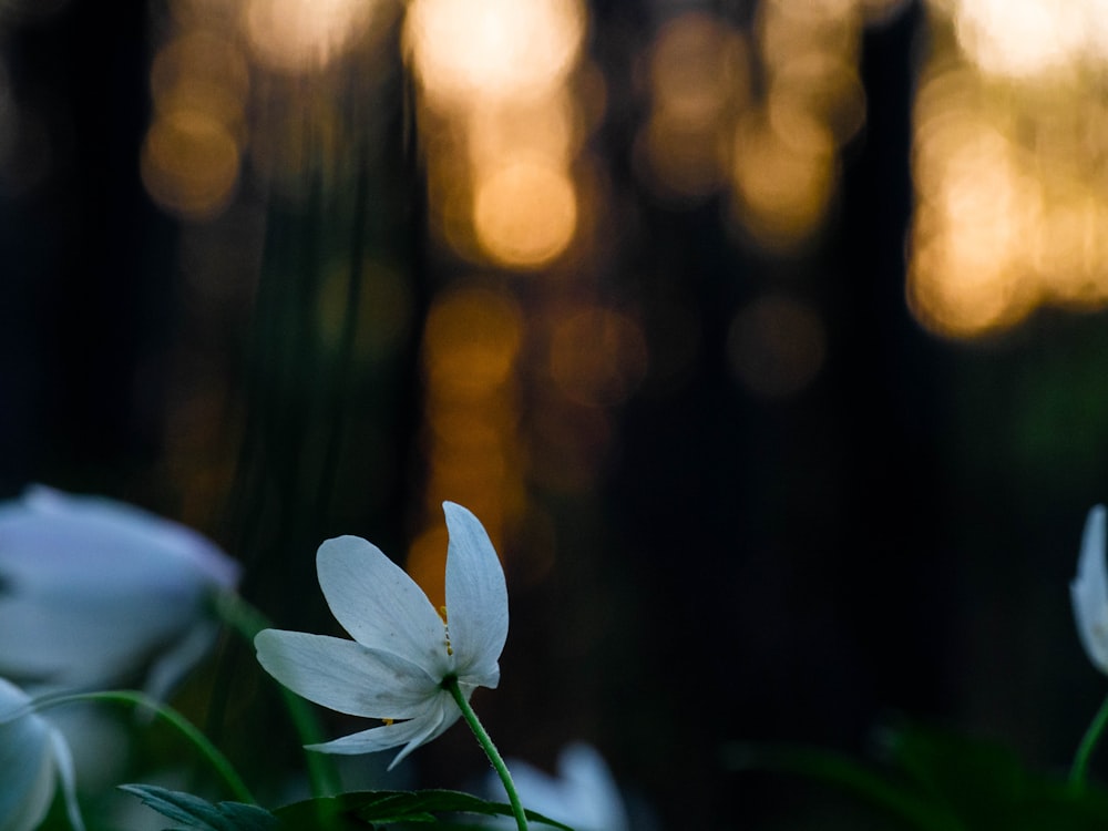 white flower