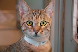 A tabby cat with striking yellow-green eyes, wearing a white collar with the number 3415, sits in an indoor setting with a soft focus background.