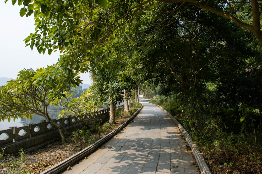 gray concrete pathway between green trees and concrete fence during daytime